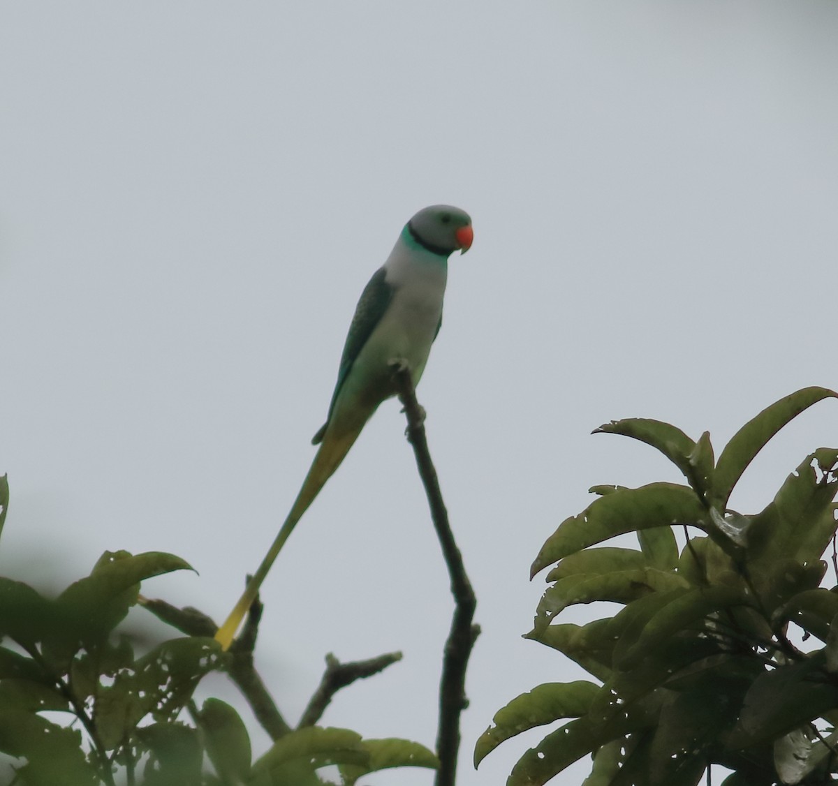 Malabar Parakeet - ML641226281