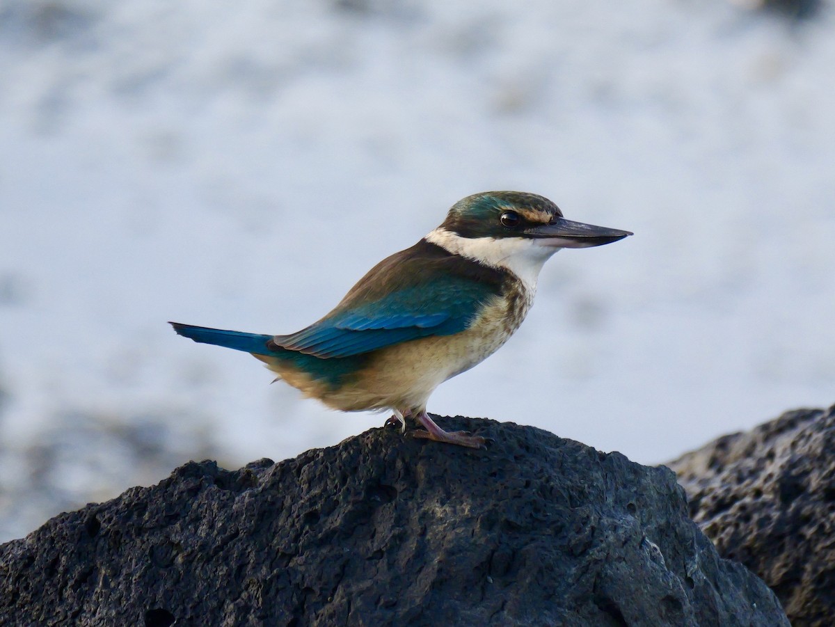 Sacred Kingfisher - ML641226282