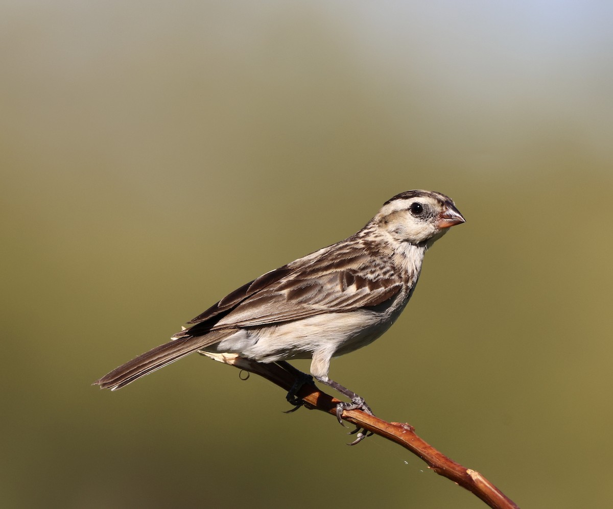 Pin-tailed Whydah - ML641226285