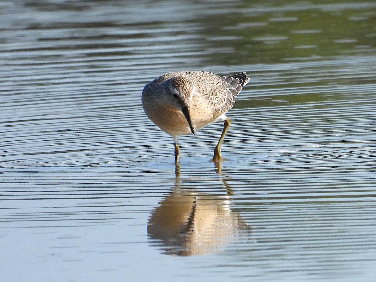 Red Knot - ML641226289