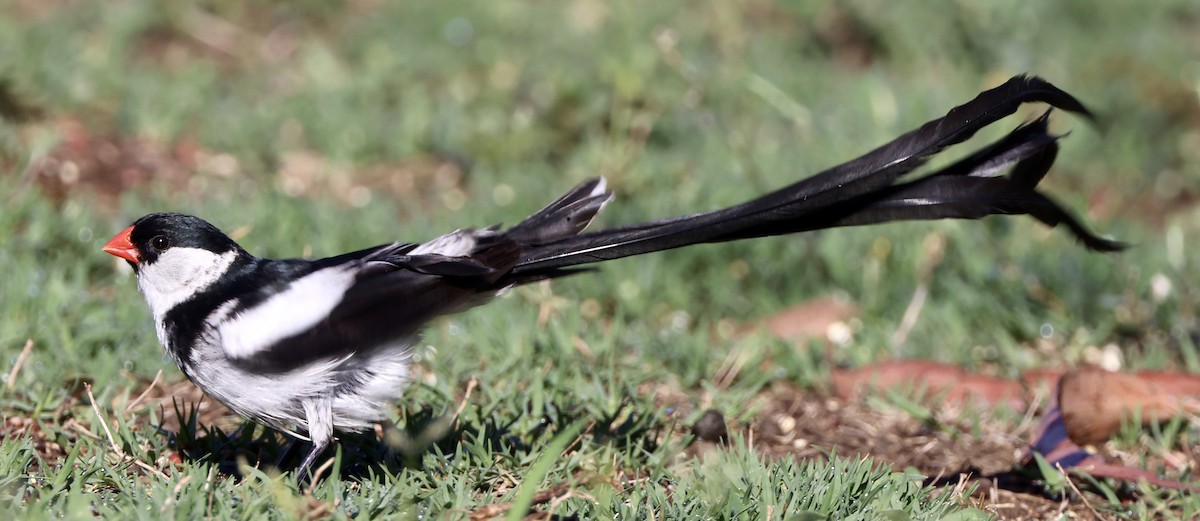 Pin-tailed Whydah - ML641226294