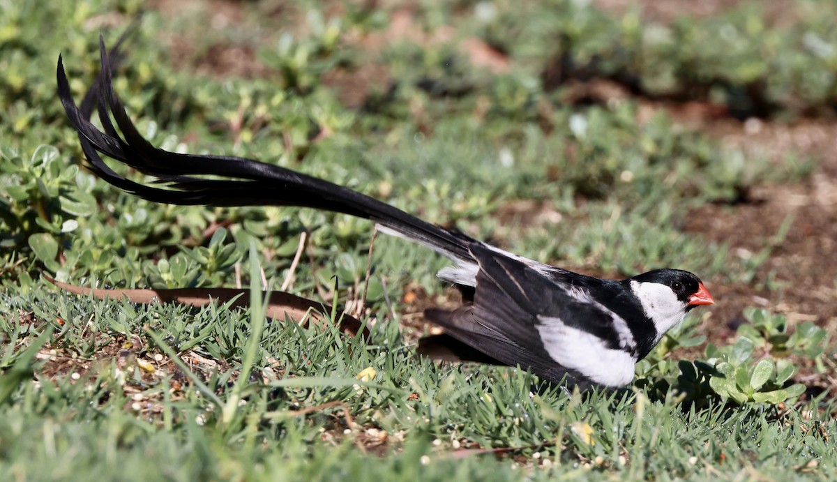 Pin-tailed Whydah - ML641226295