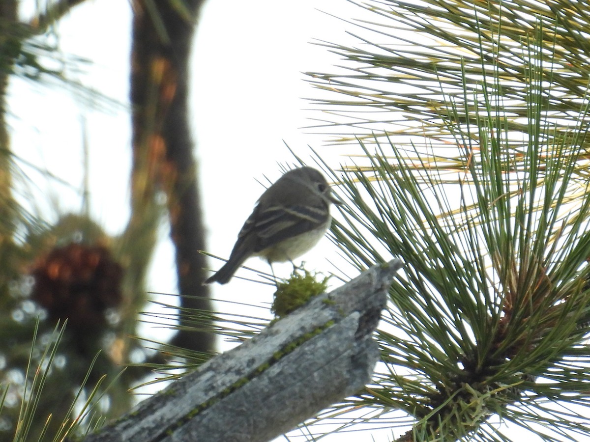 Dusky Flycatcher - ML641226306