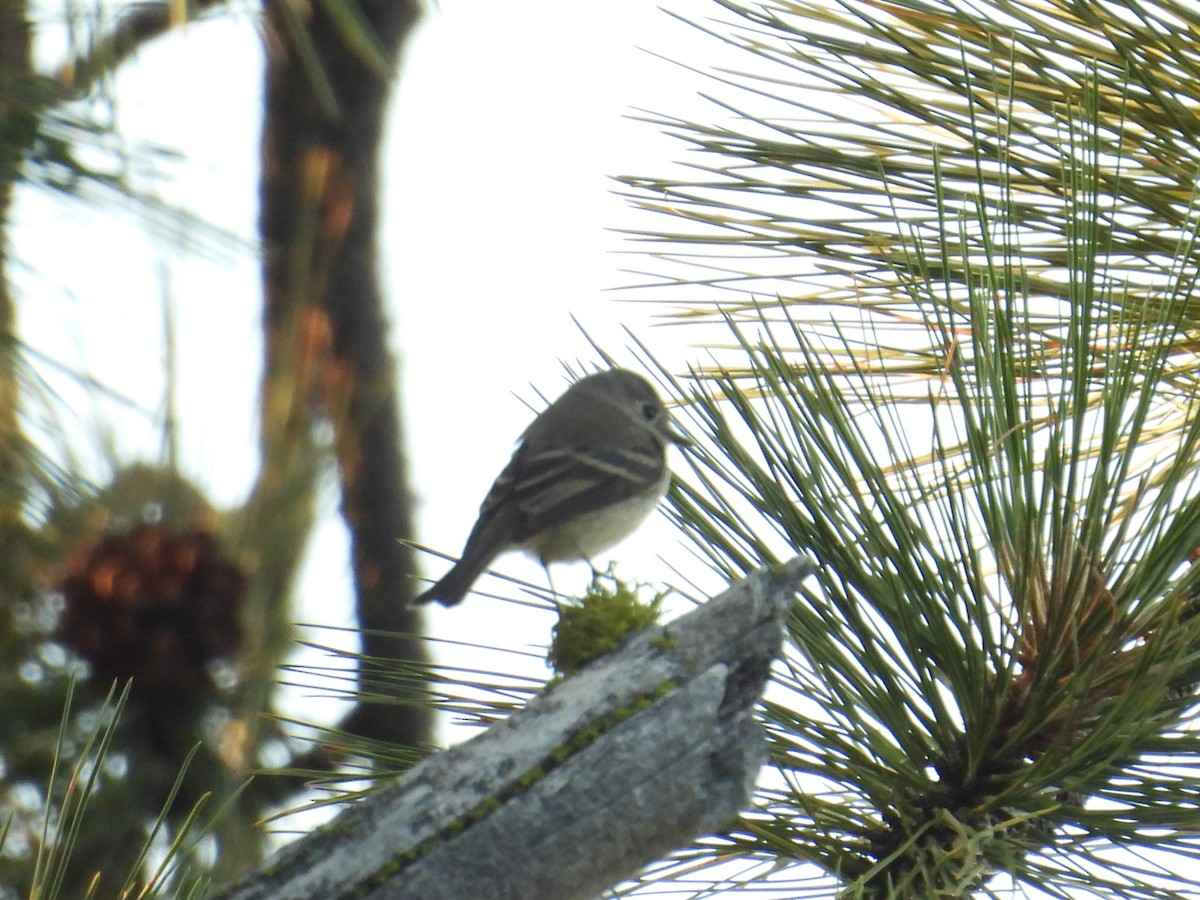 Dusky Flycatcher - ML641226307
