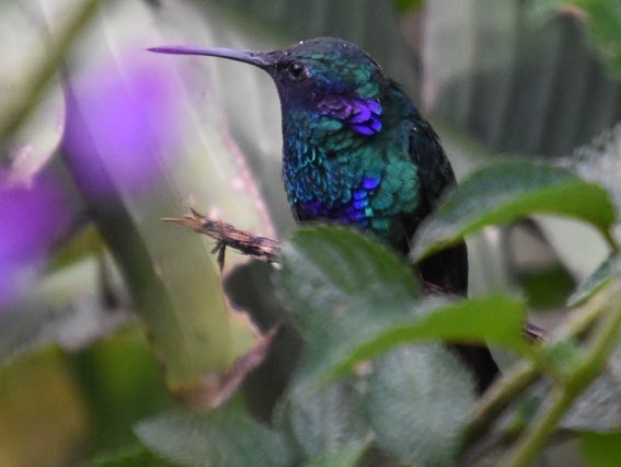 Sparkling Violetear - ML641226308