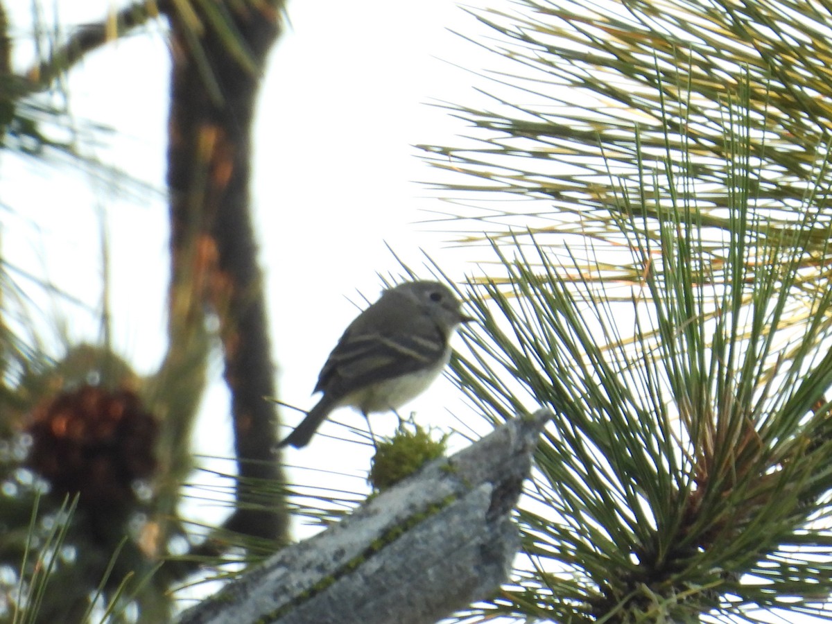 Dusky Flycatcher - ML641226309