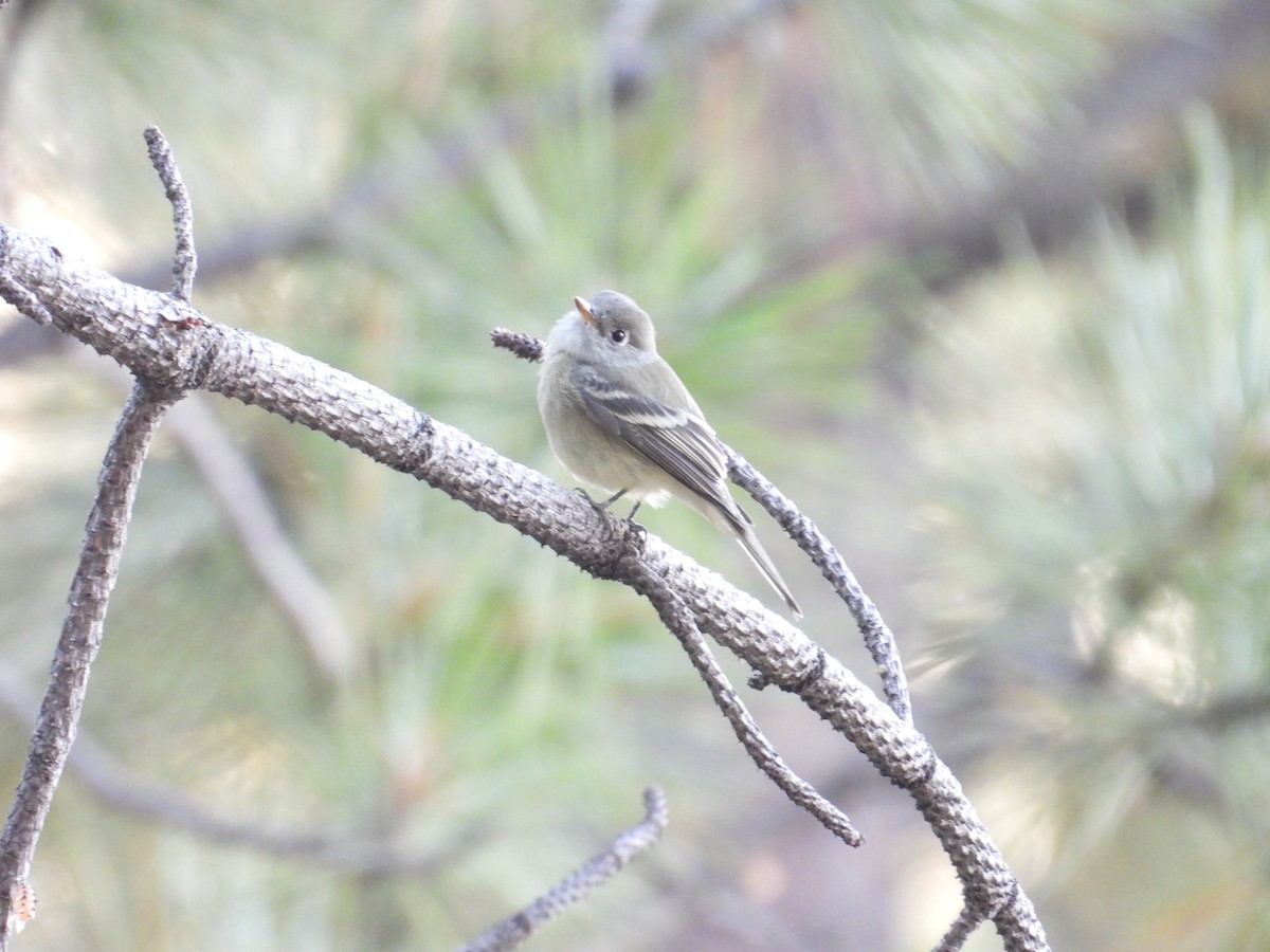 Dusky Flycatcher - ML641226312