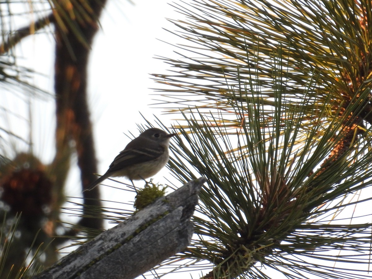 Dusky Flycatcher - ML641226314