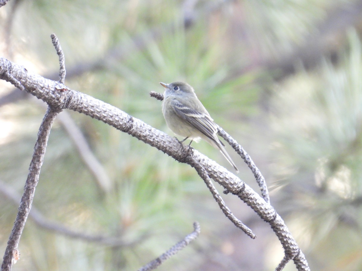Dusky Flycatcher - ML641226315