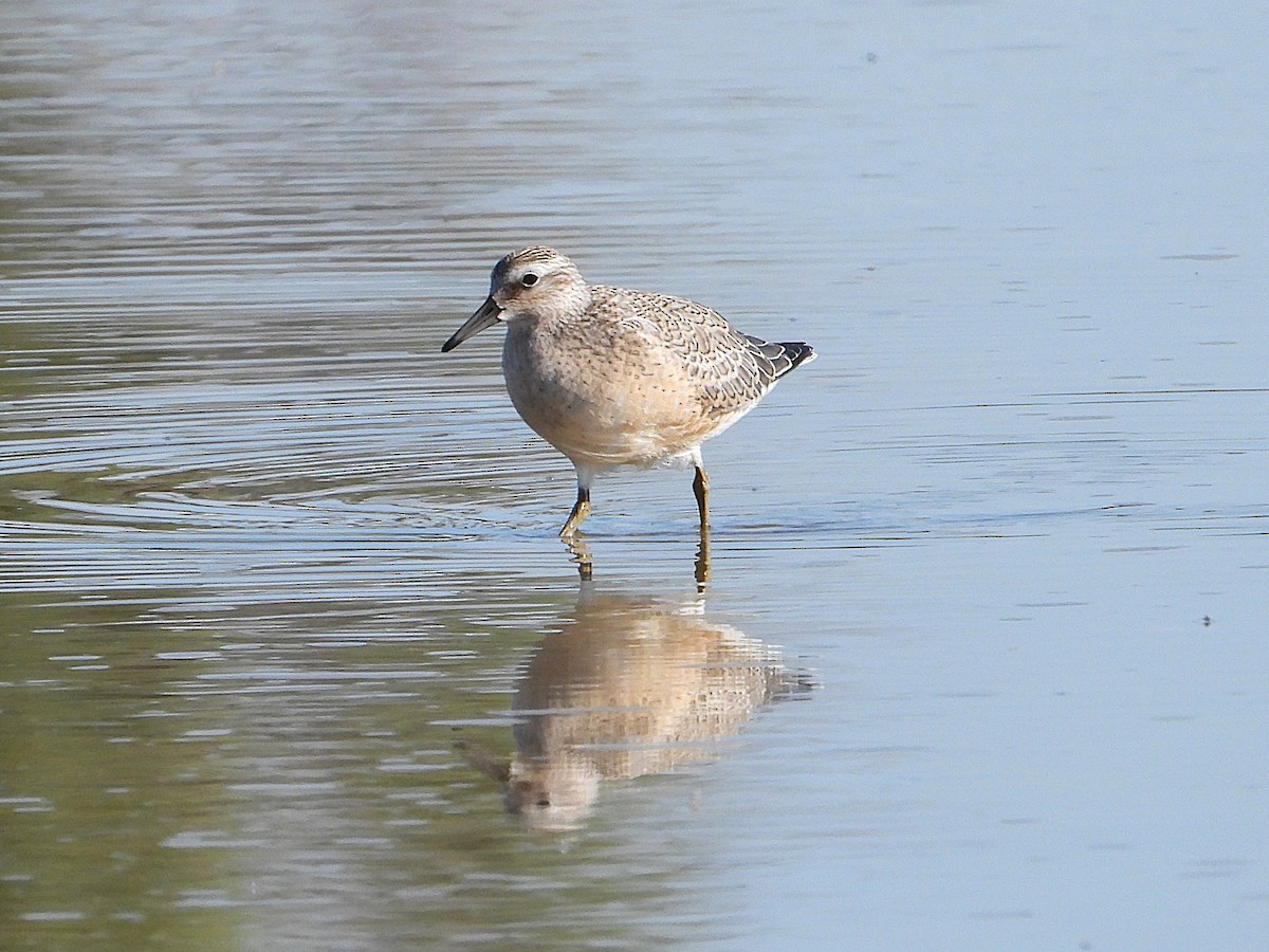 Red Knot - ML641226316