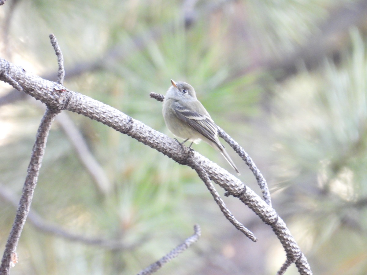 Dusky Flycatcher - ML641226317