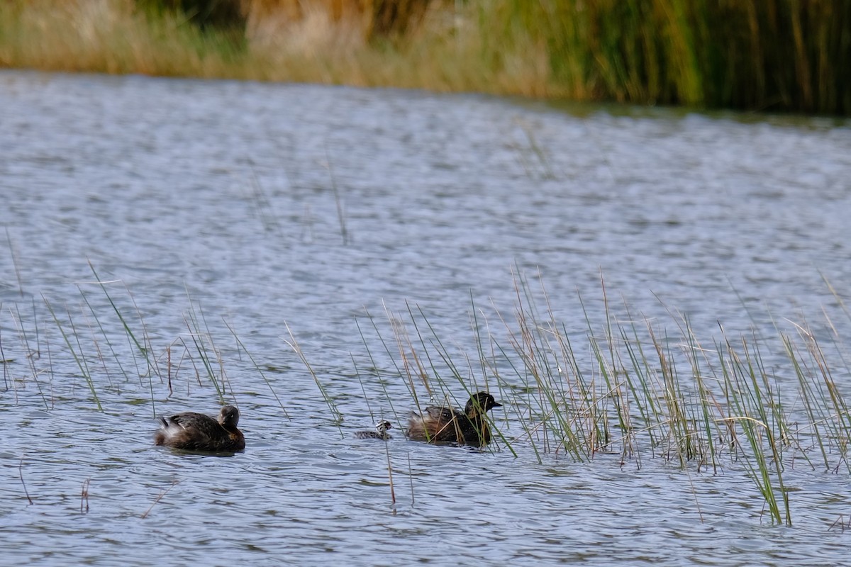 New Zealand Grebe - ML641226319