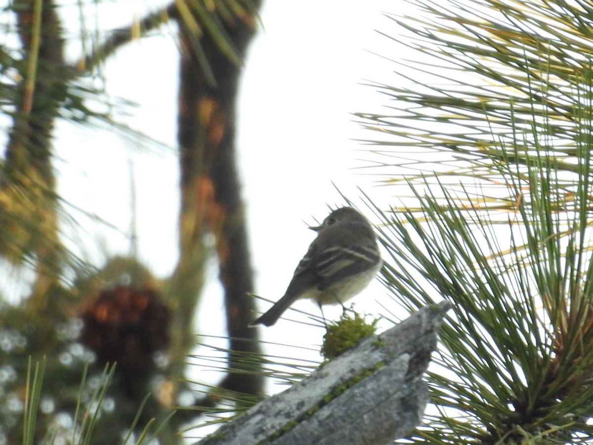 Dusky Flycatcher - ML641226322