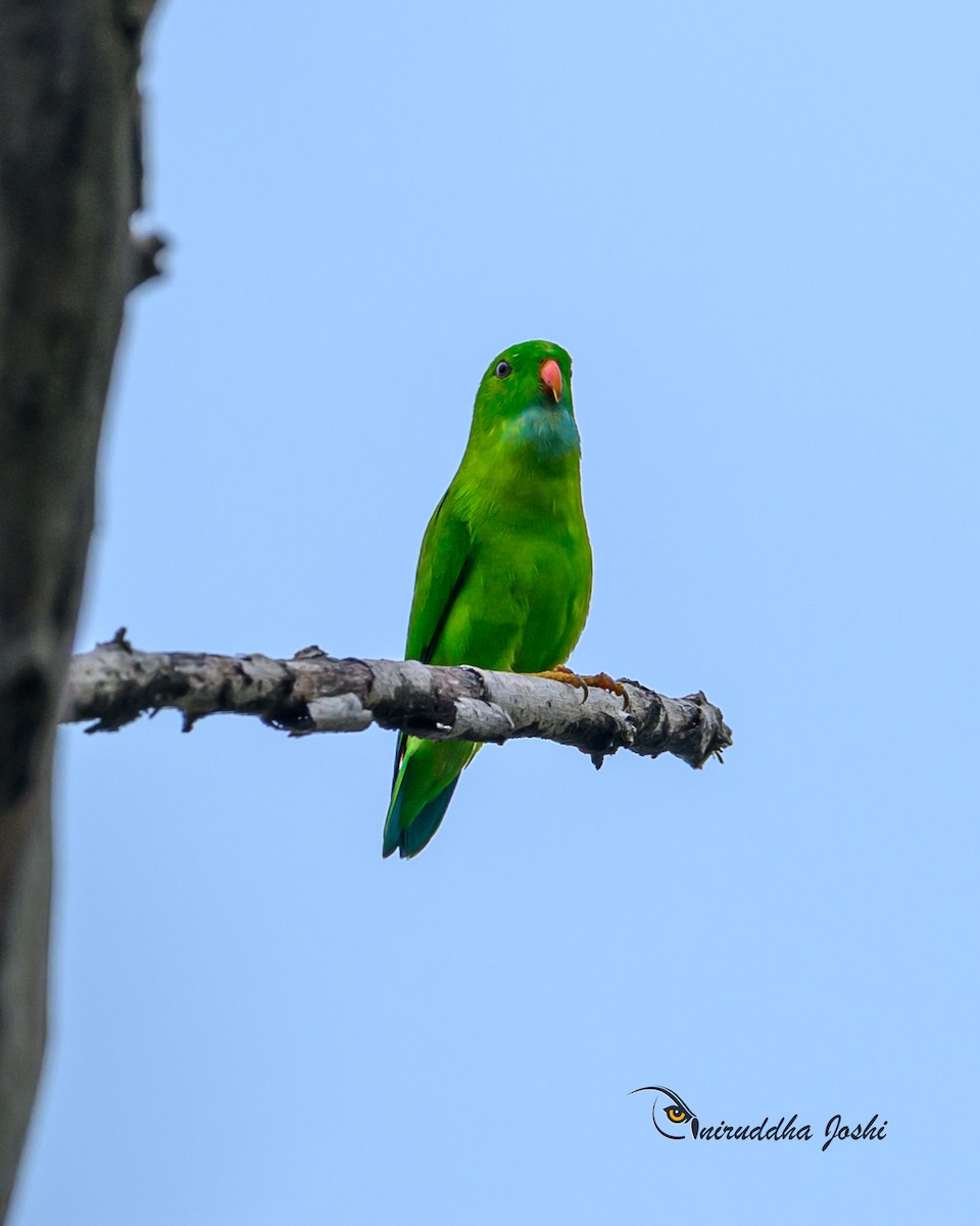 Vernal Hanging-Parrot - ML641226340