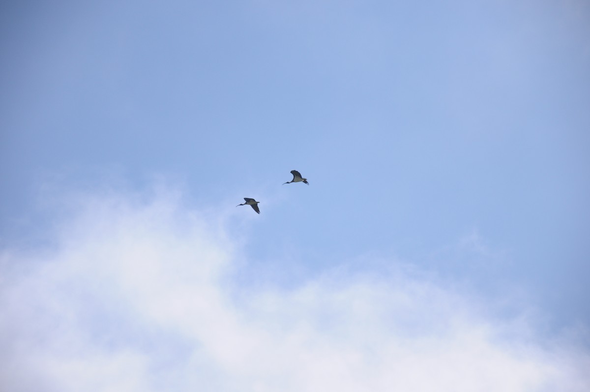 Straw-necked Ibis - ML641226346