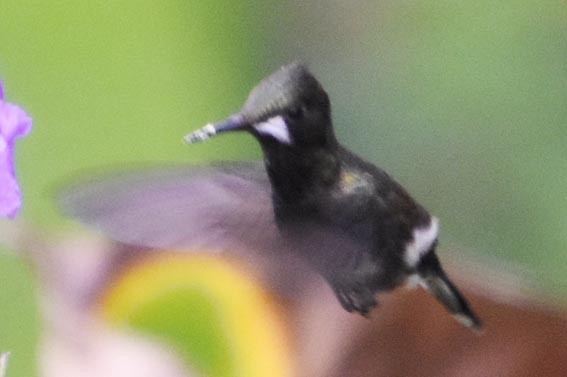 Wire-crested Thorntail - ML641226348