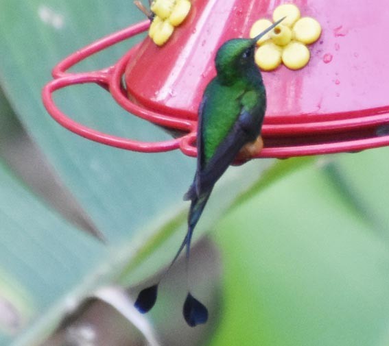 Rufous-booted Racket-tail - ML641226351