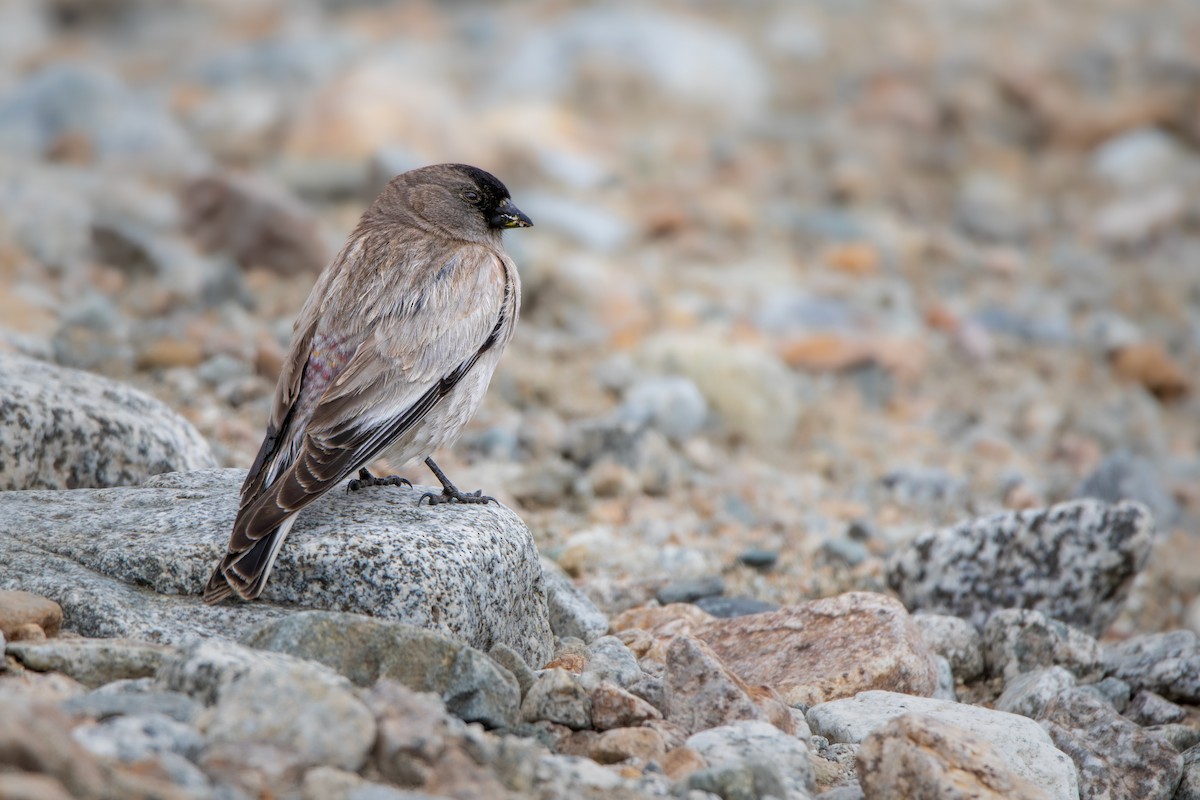 Black-headed Mountain Finch - ML641226354