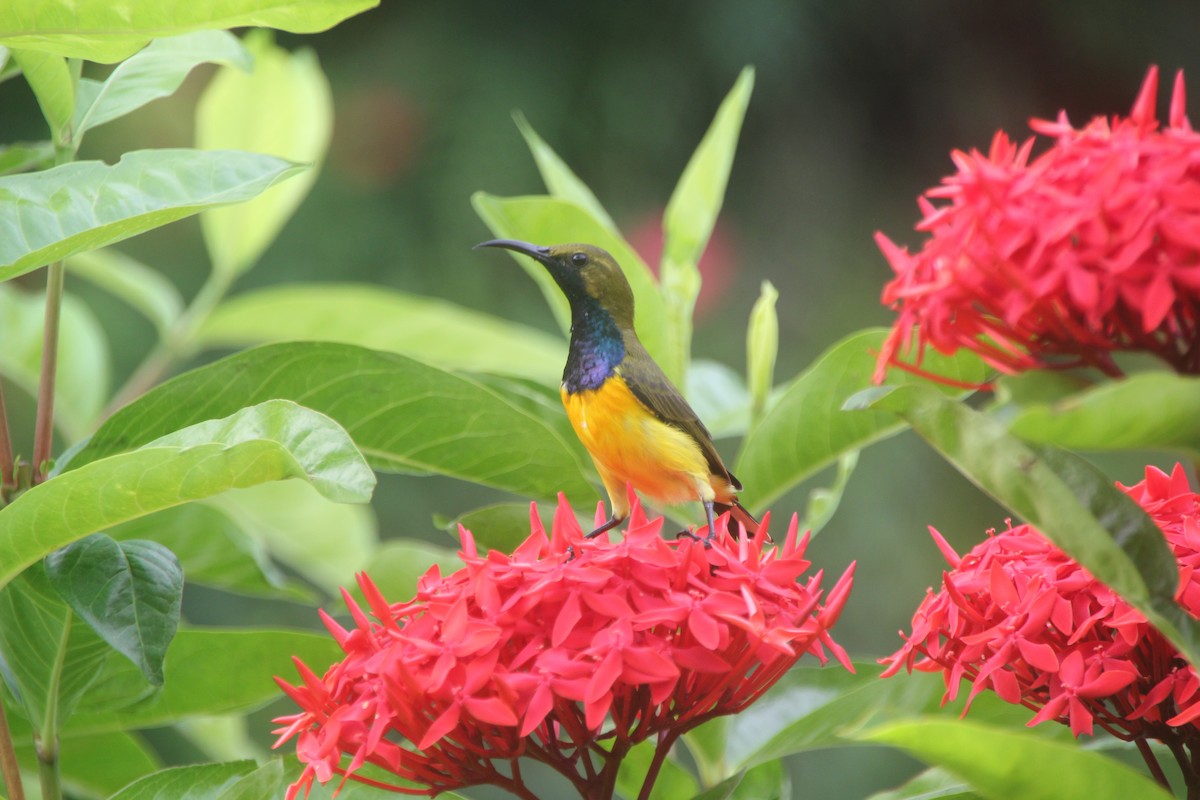 Garden Sunbird - ML641226357