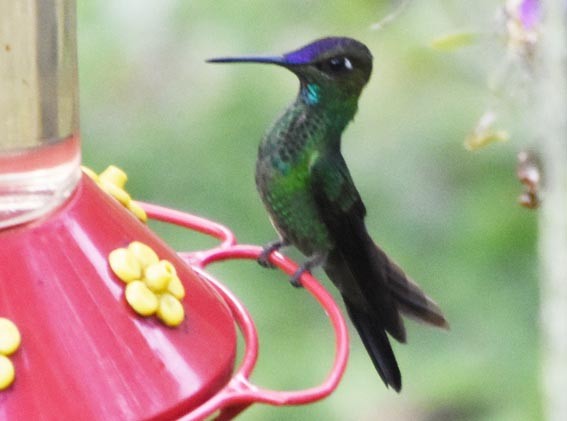Violet-fronted Brilliant - ML641226360