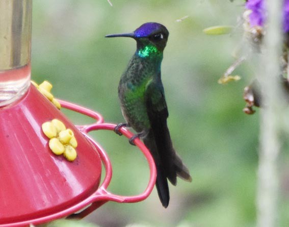 Violet-fronted Brilliant - ML641226366