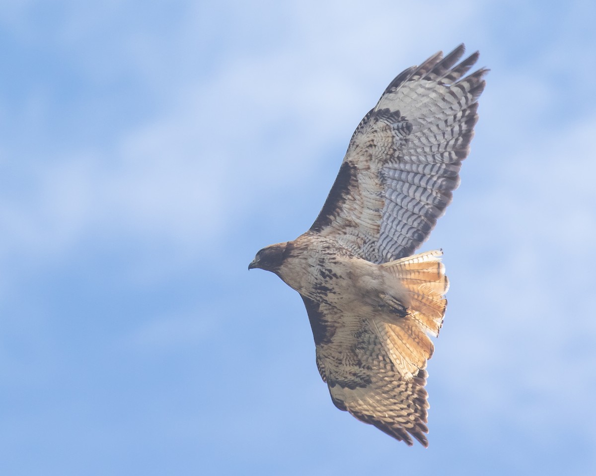 Red-tailed Hawk - ML641226367