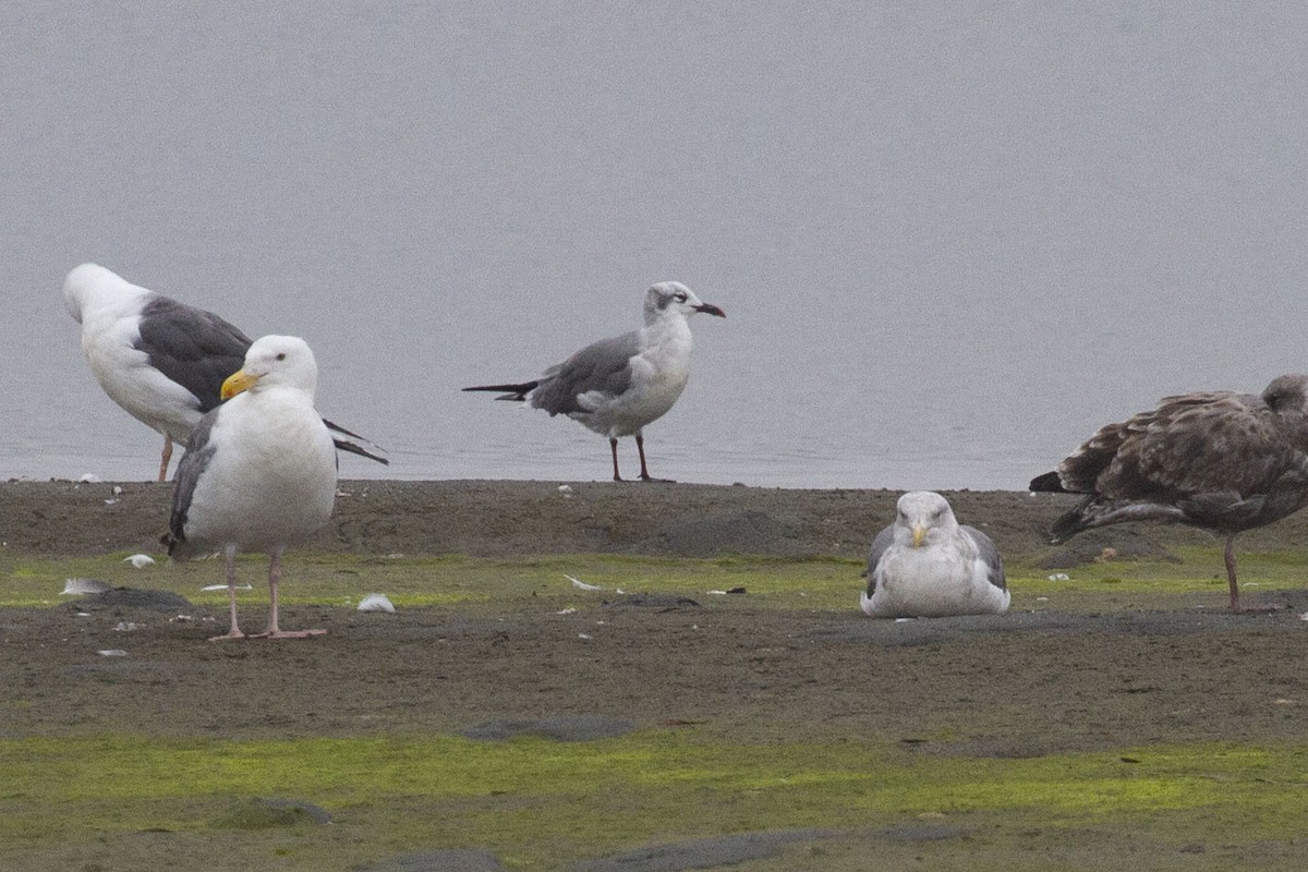 Laughing Gull - ML641226368