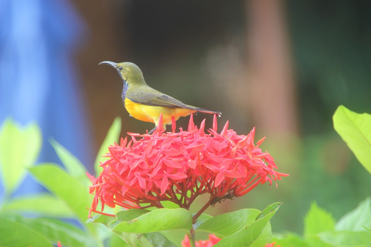 Garden Sunbird - ML641226369