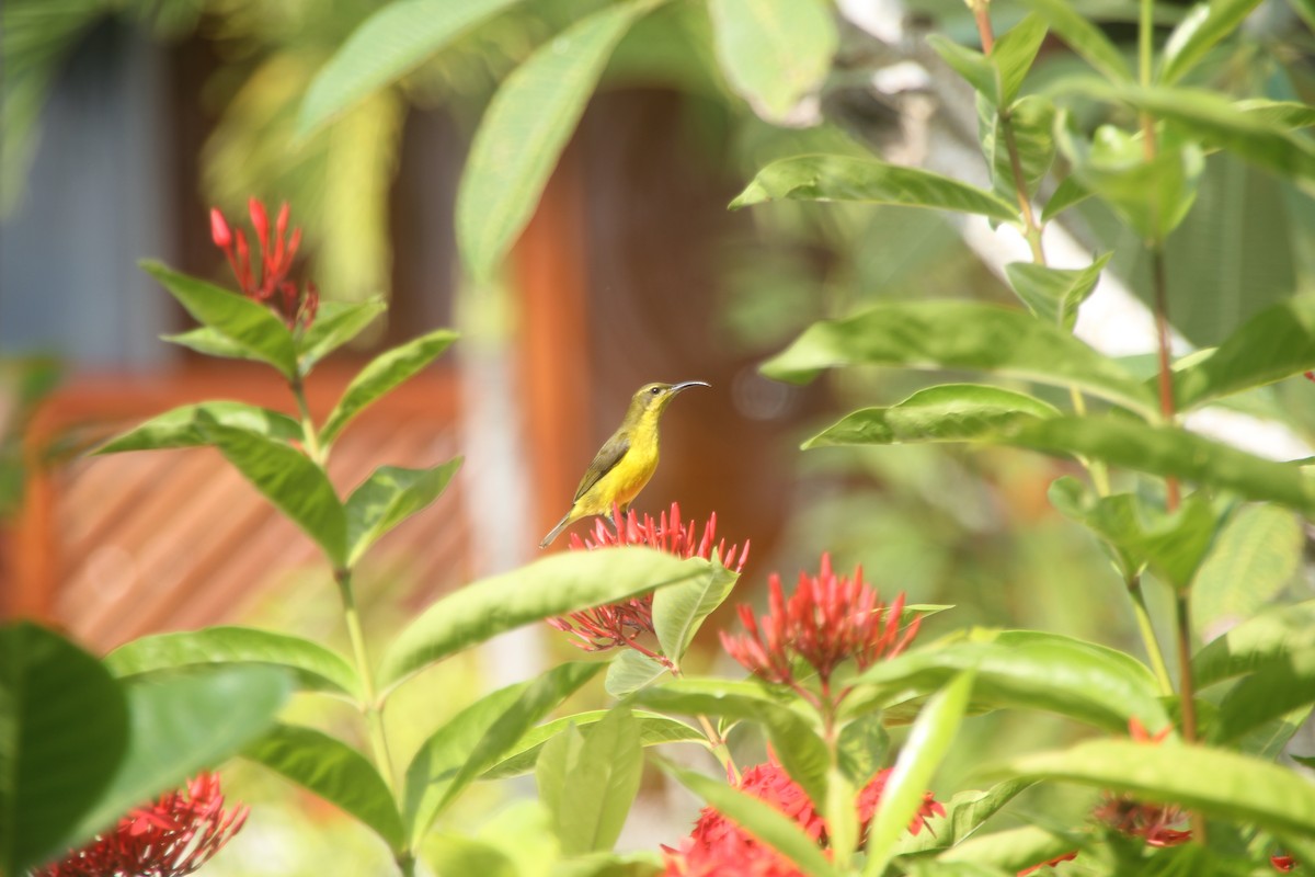 Garden Sunbird - ML641226370