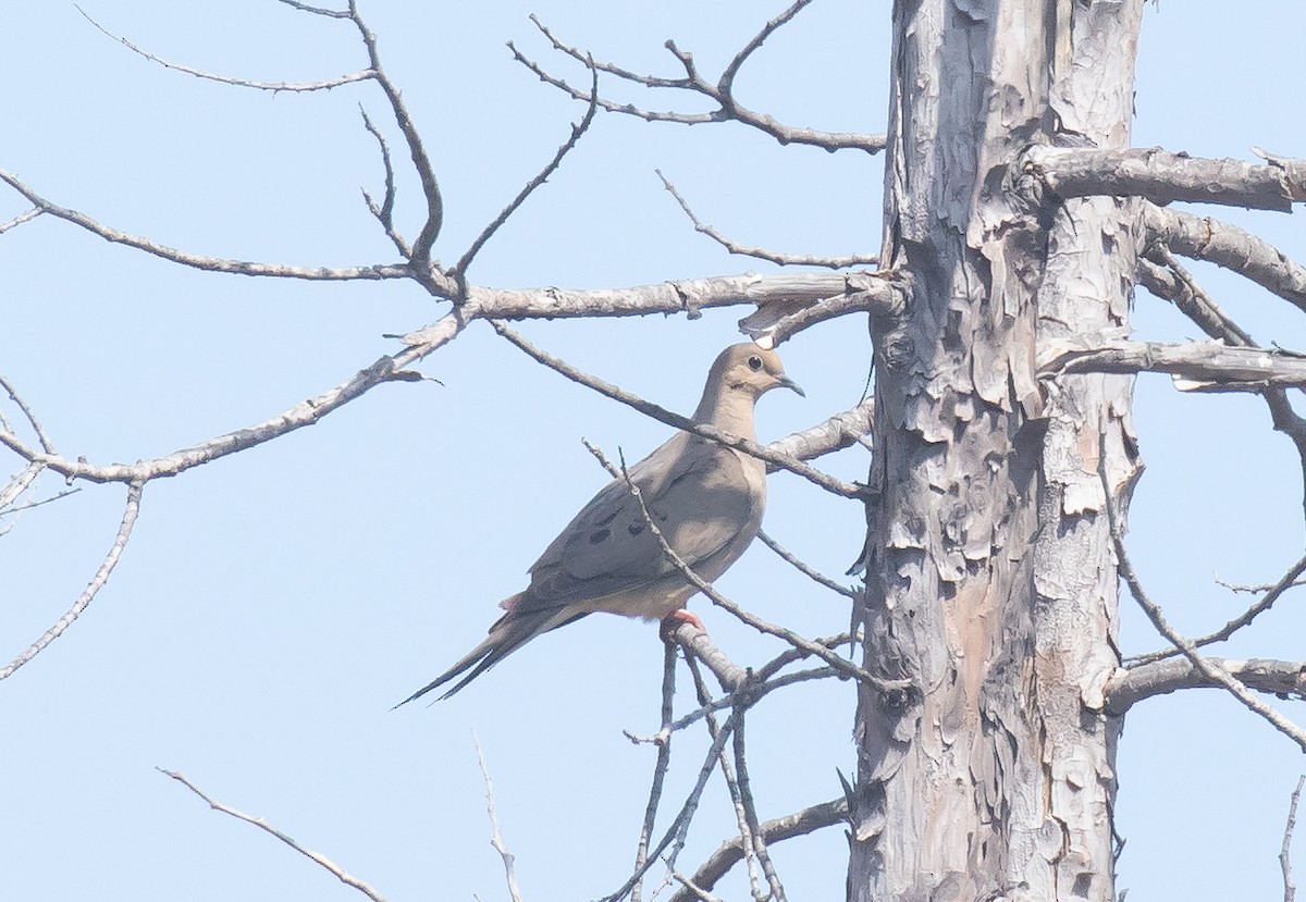 Mourning Dove - ML641226371