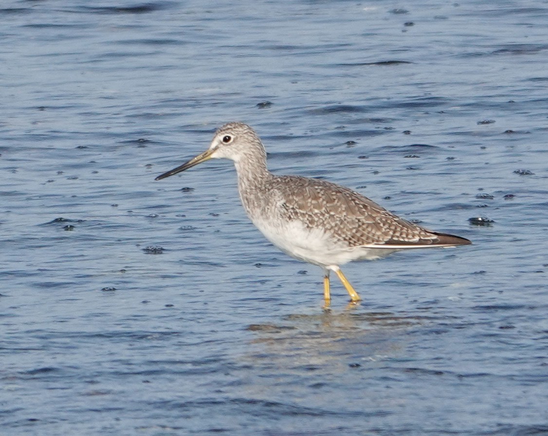 Greater Yellowlegs - ML641226372