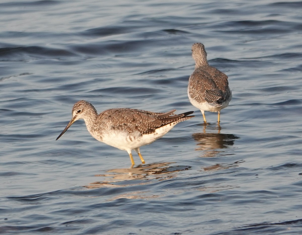 Greater Yellowlegs - ML641226375