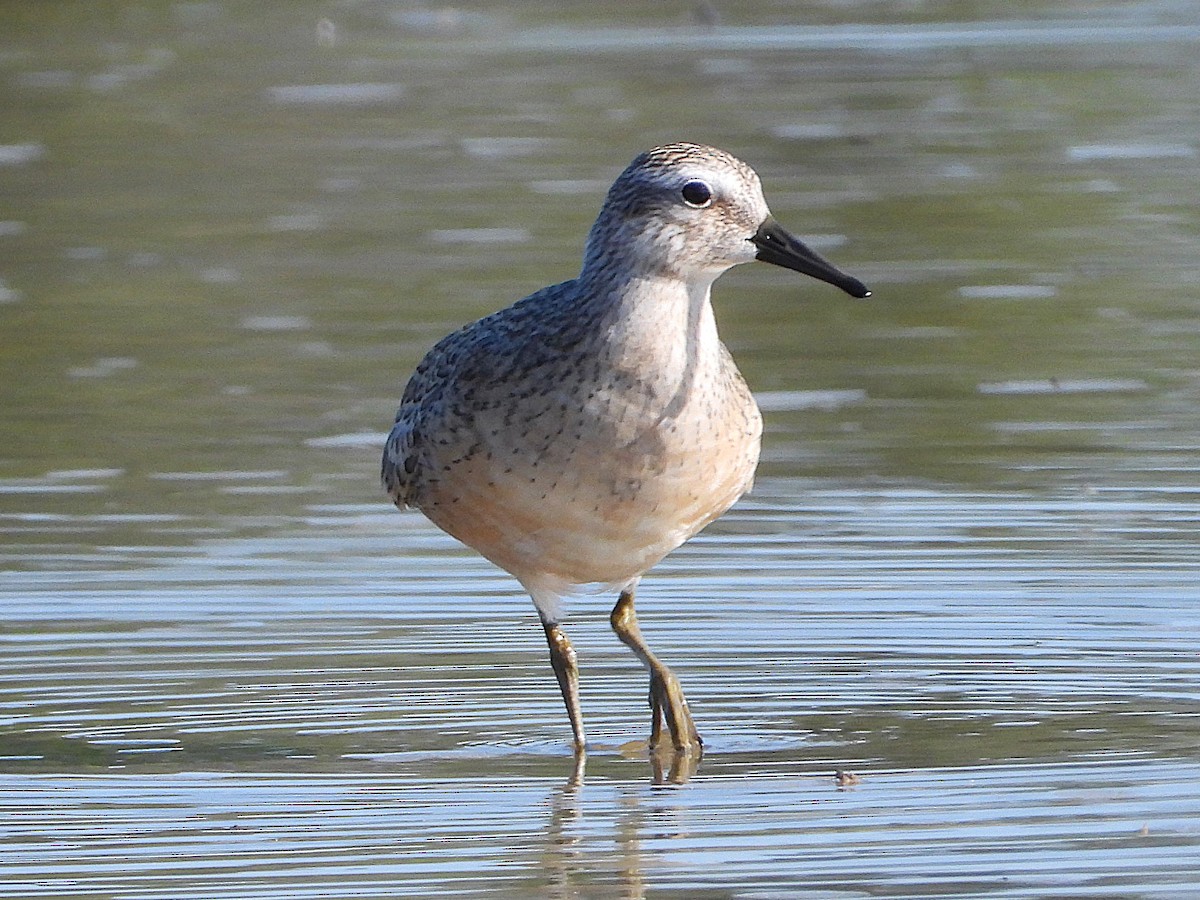 Red Knot - ML641226383