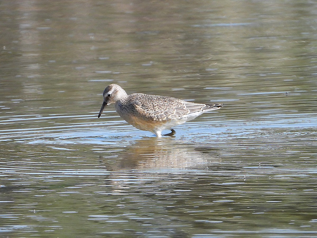 Red Knot - ML641226387