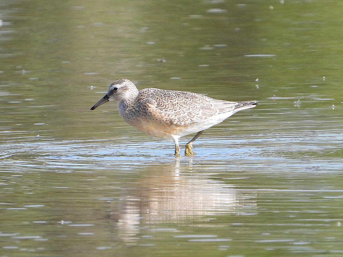 Red Knot - ML641226425
