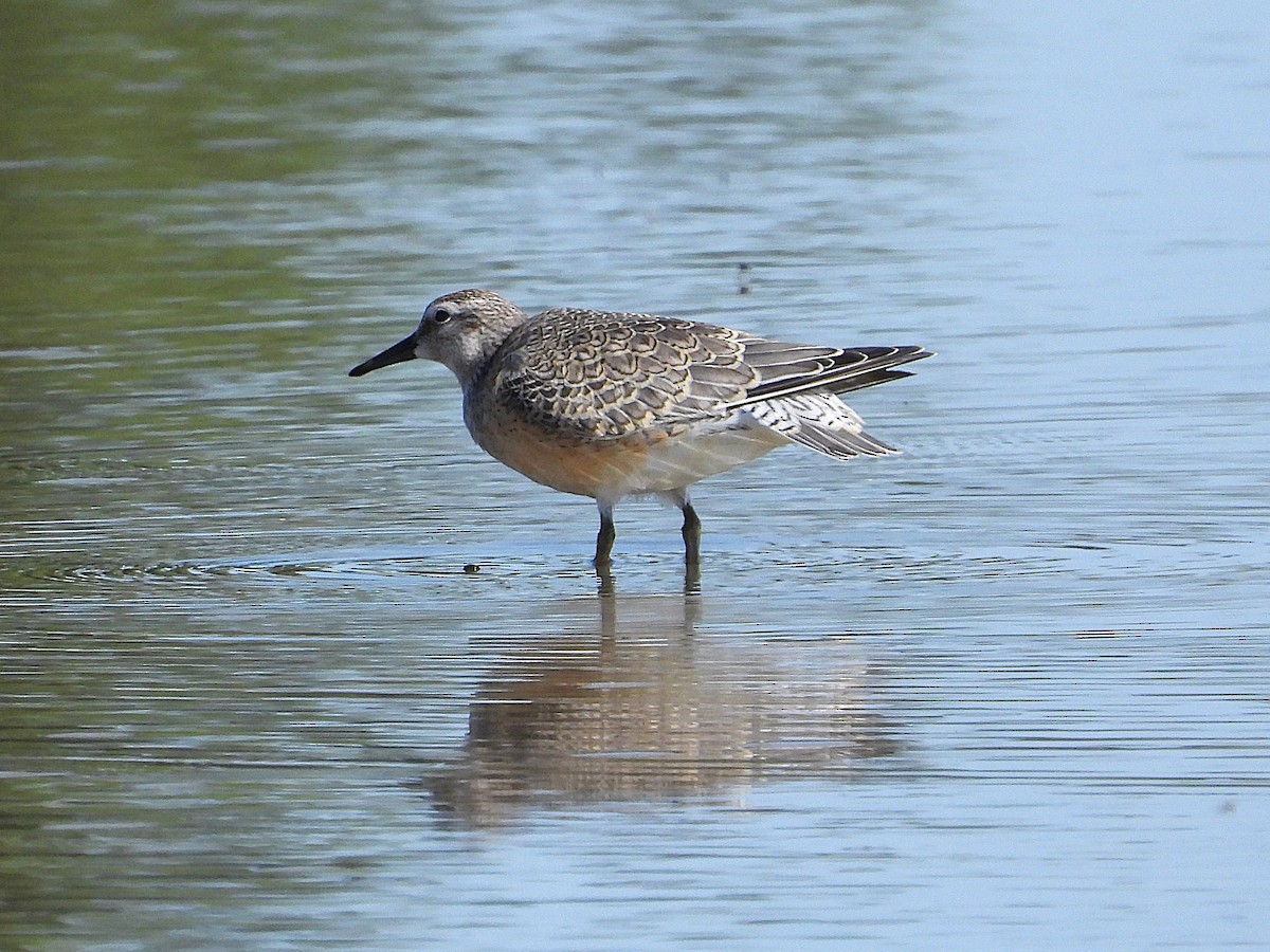 Red Knot - ML641226429