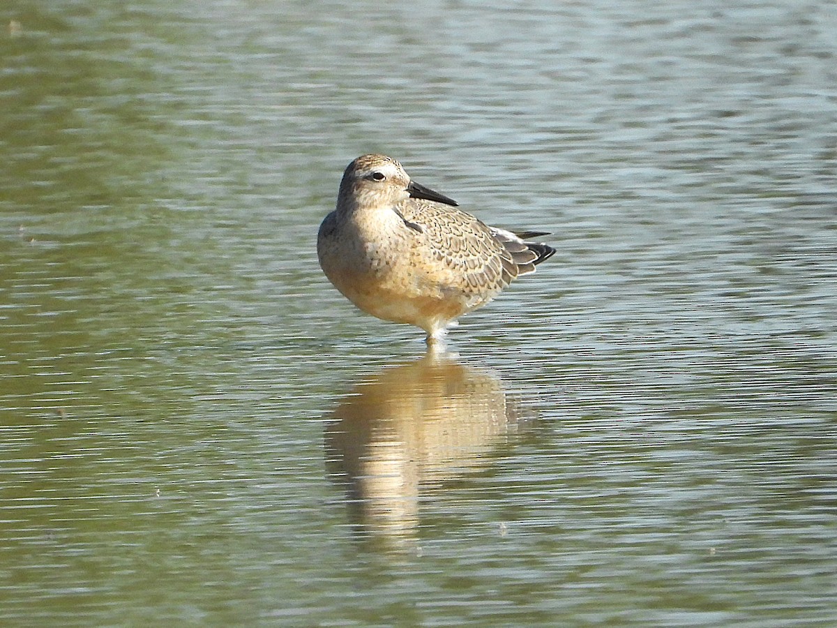 Red Knot - ML641226431