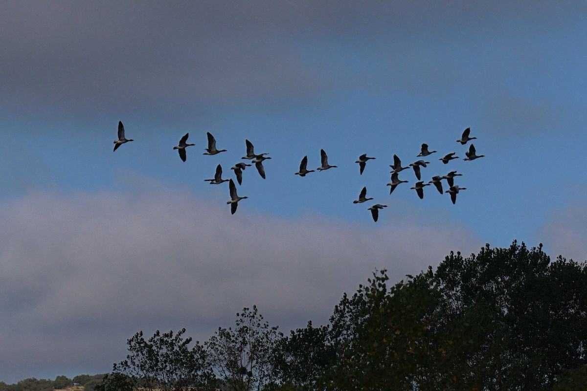 Graylag Goose - ML641226454