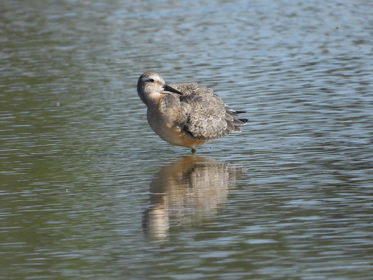 Red Knot - ML641226456