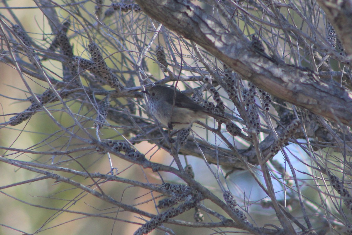 Brown Thornbill - ML641226461