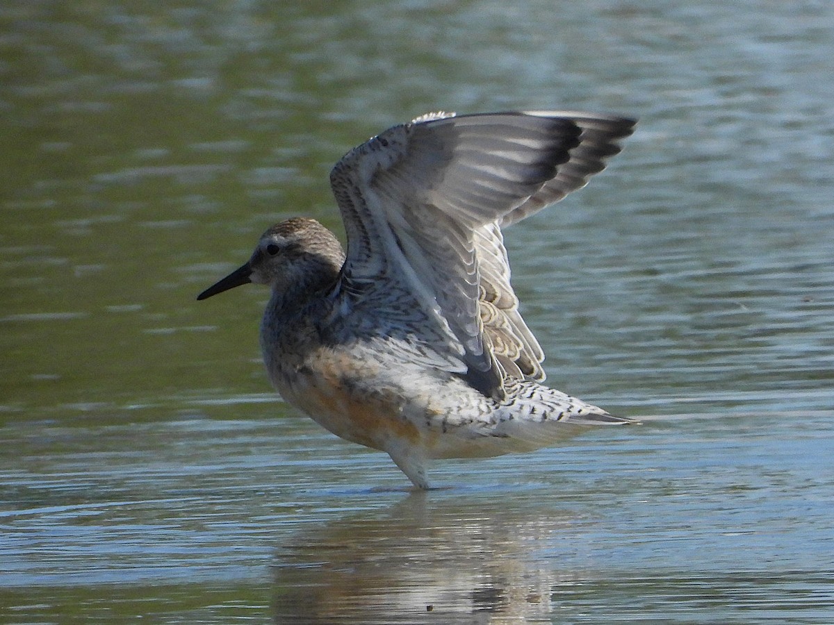 Red Knot - ML641226467