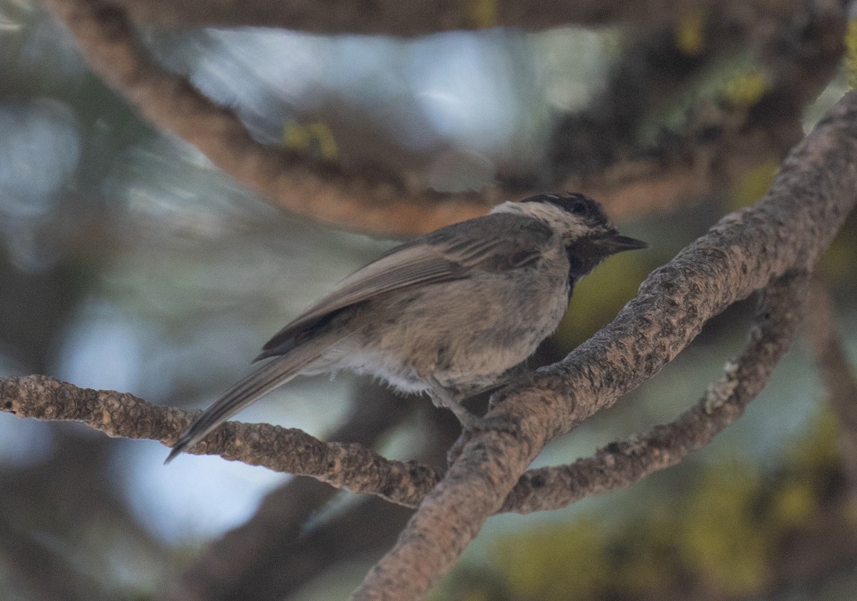 Mésange de Gambel - ML641226510