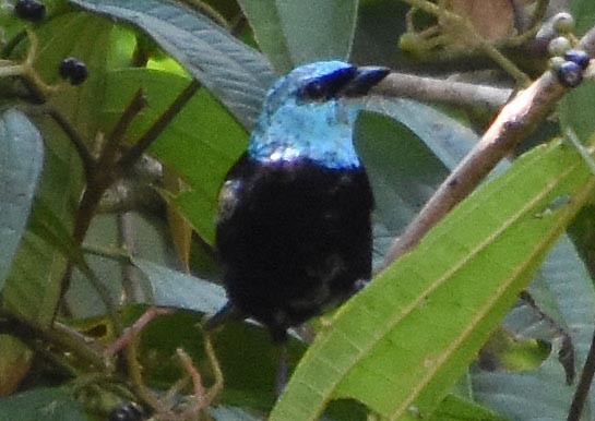 Blue-necked Tanager - ML641226557