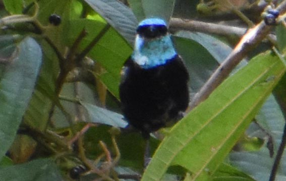 Blue-necked Tanager - ML641226561