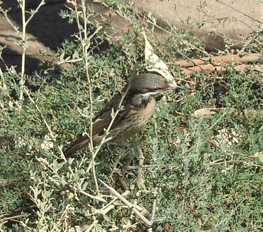 Spiny-cheeked Honeyeater - ML641226595