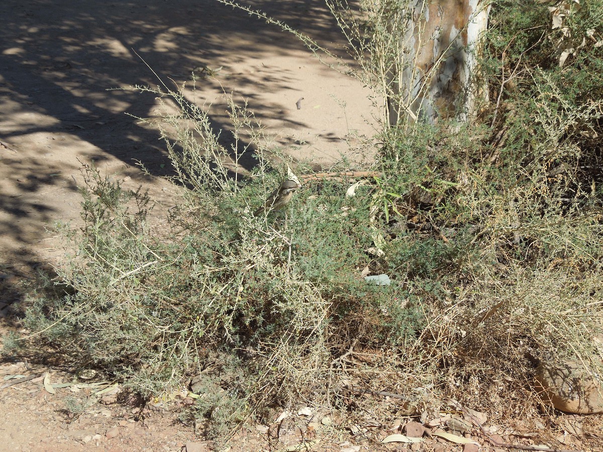 Spiny-cheeked Honeyeater - ML641226596