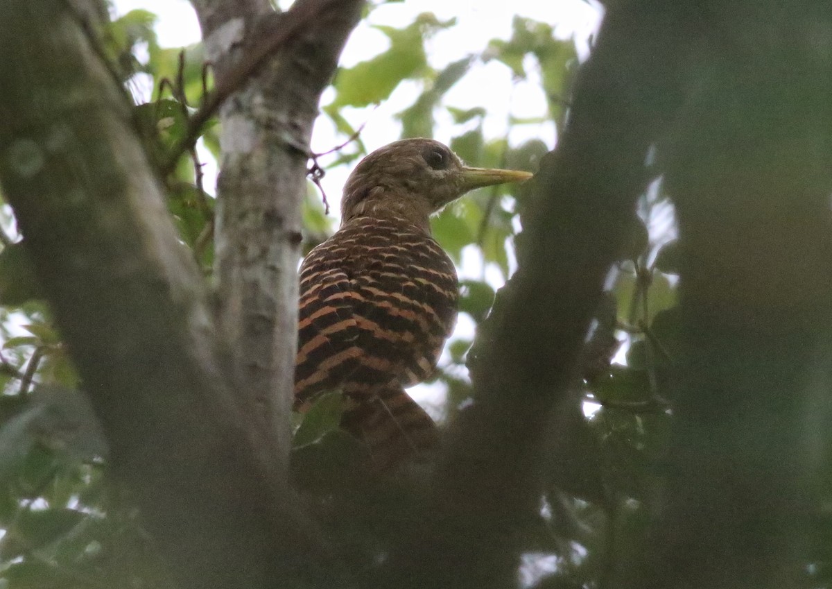 Bay Woodpecker - ML641226600