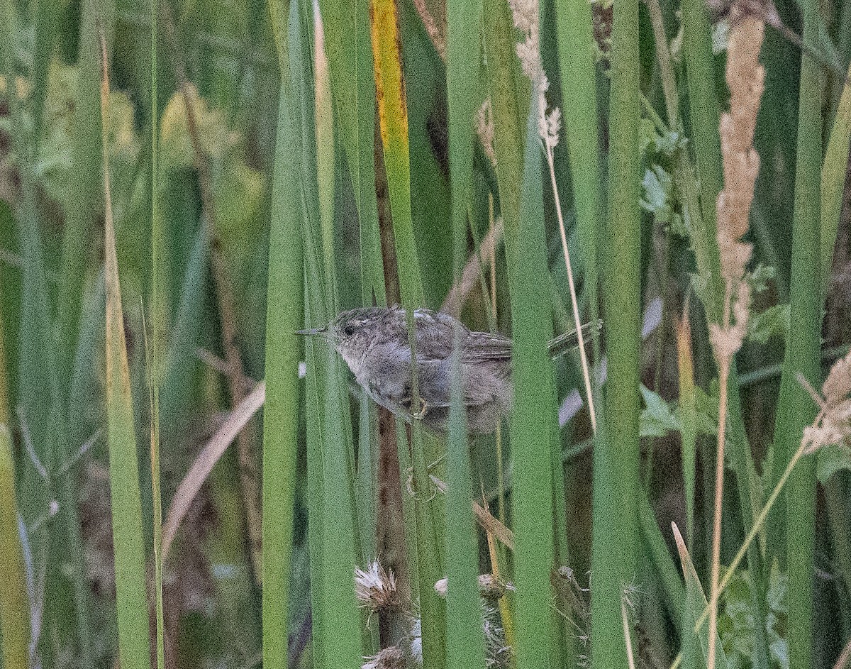 Marsh Wren - ML641226635