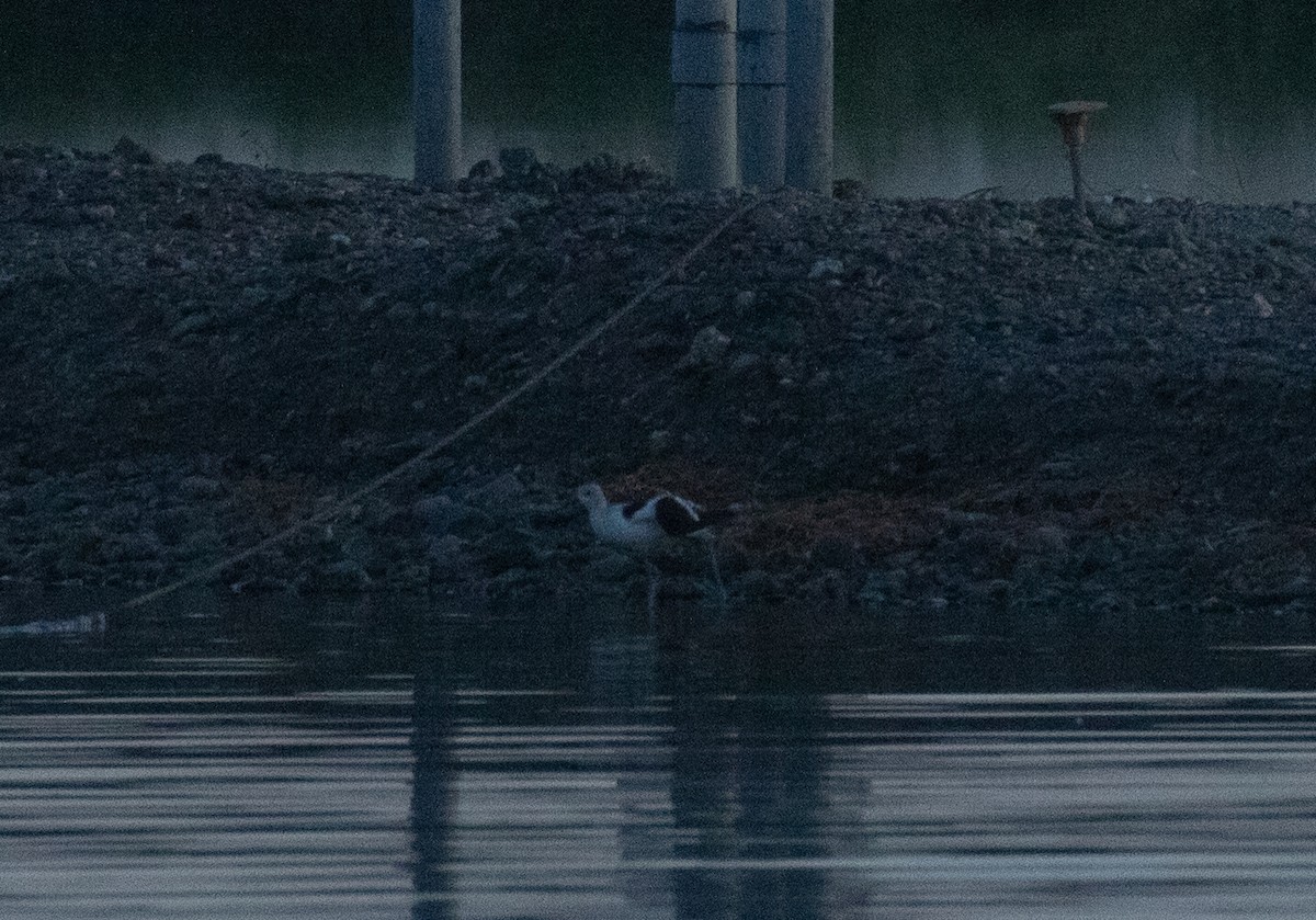 American Avocet - ML641226639