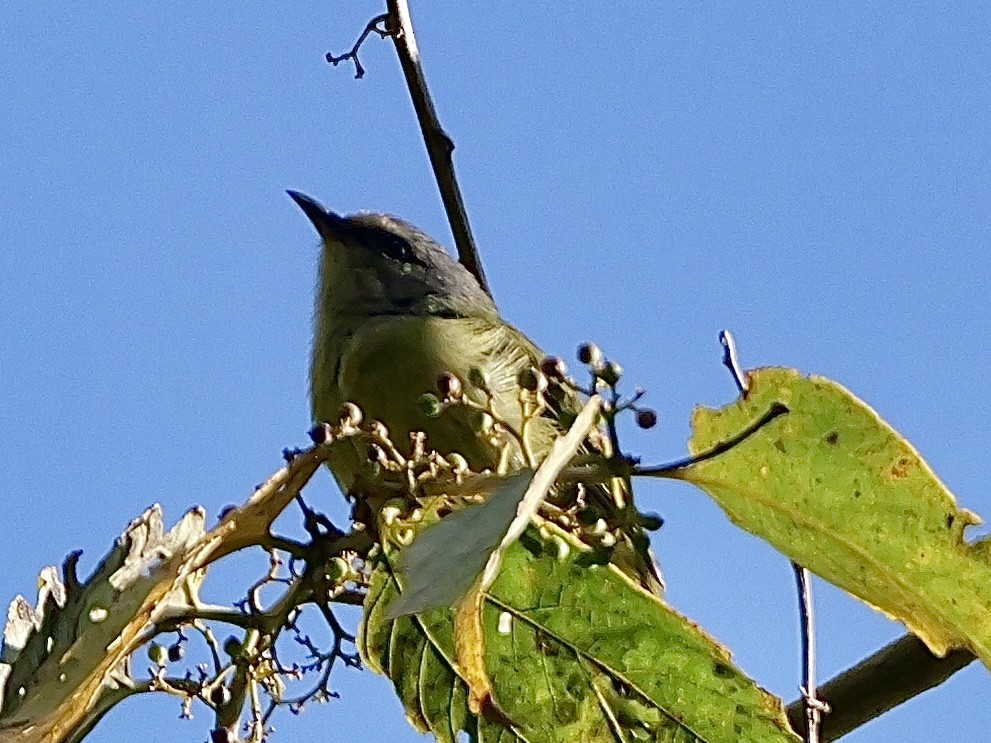 javabrillefugl - ML641226660